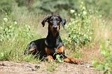 DOBERMANN 768